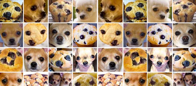Fig 21.1: The chihuahua-muffin problem.