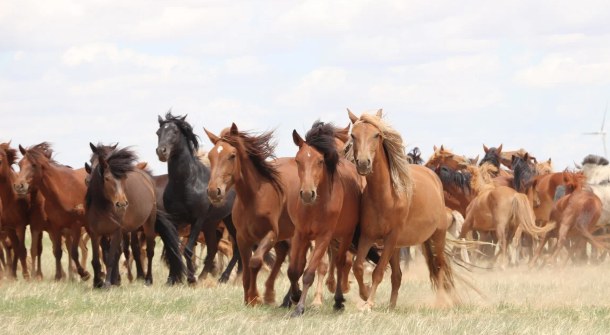 wild horses are beautiful, wild data … not so much